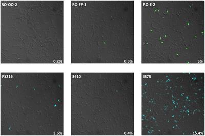 A DegU-P and DegQ-Dependent Regulatory Pathway for the K-state in Bacillus subtilis